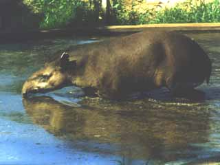 anta, TAPIR (tapirus terrestris)